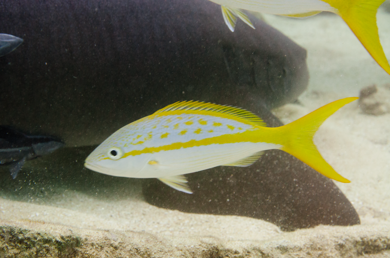 Yellowtail snapper with an interesting background.  I was aiming for the shark!