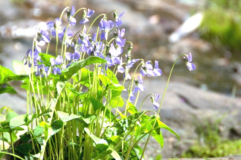 Common blue violets