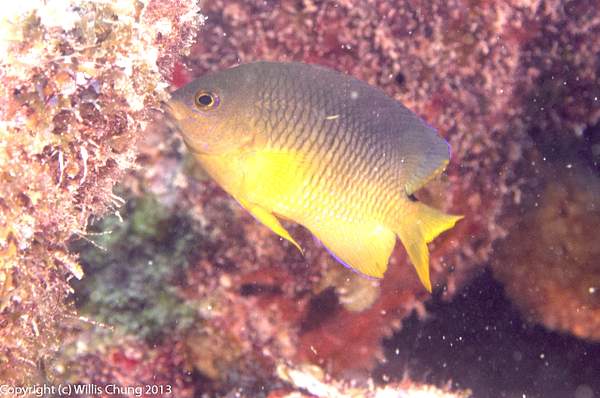 Young adult cocoa damselfish by Willis Chung