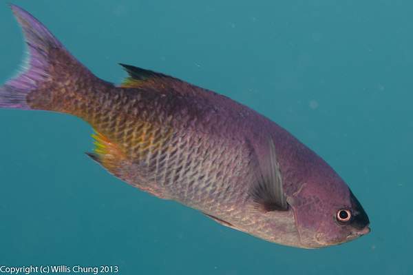 We surprised a small school of creole wrasse hiding...