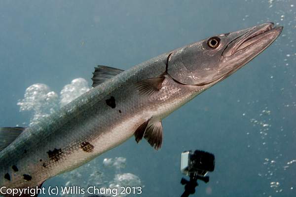 Barracuda taking its cue from the GoPro by Willis Chung