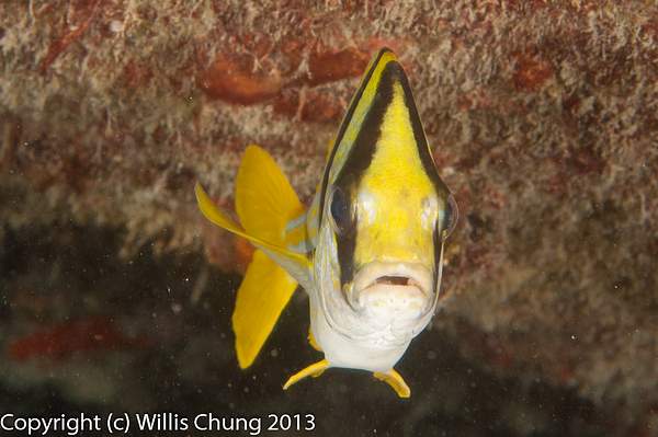 Porkfish face by Willis Chung