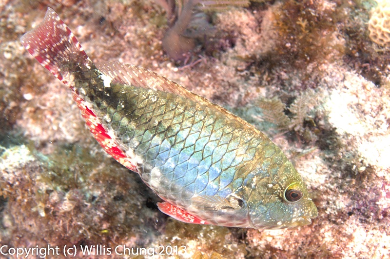 Redband parrotfish