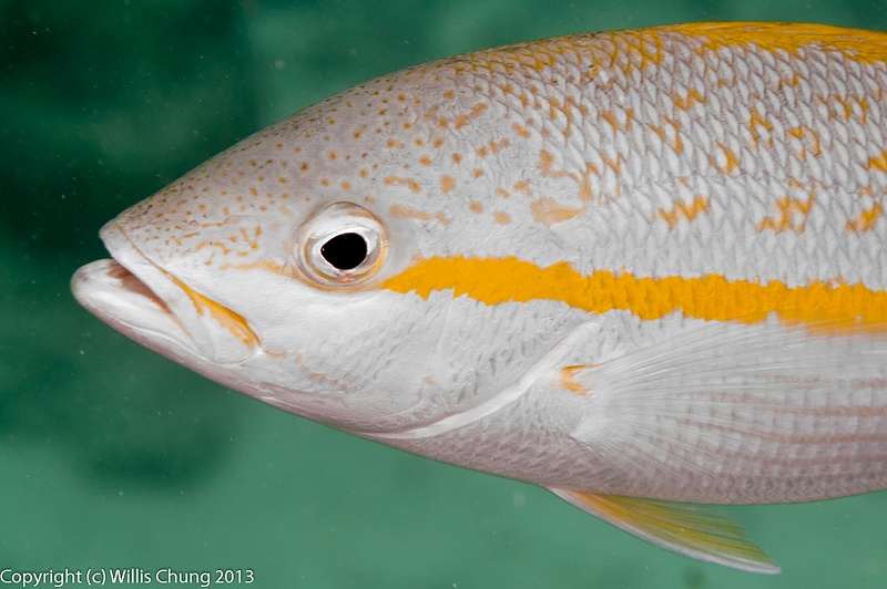 Yellowtail snapper up close