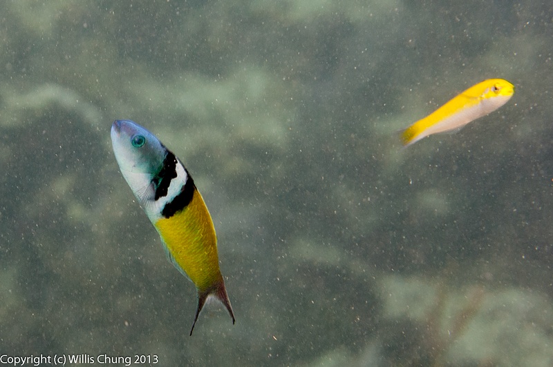 Adult and juvenile bluehead wrasse