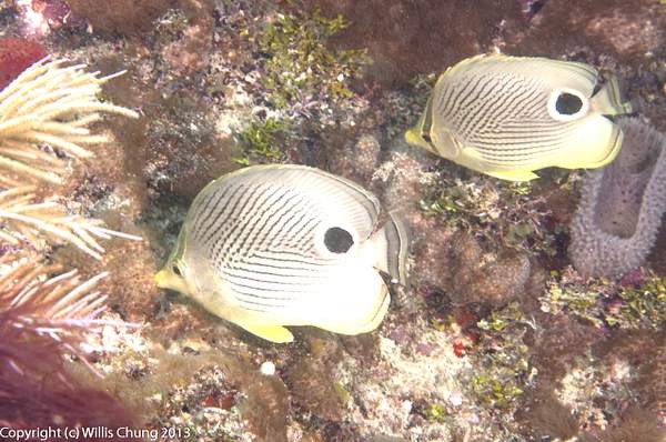 Foureye butterflyfish swimming in formation by Willis...