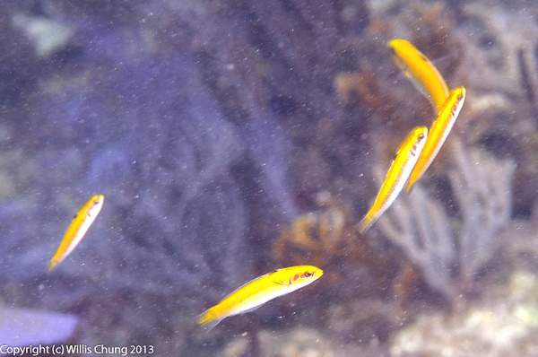 Formation of bluehead wrasse juveniles by Willis Chung