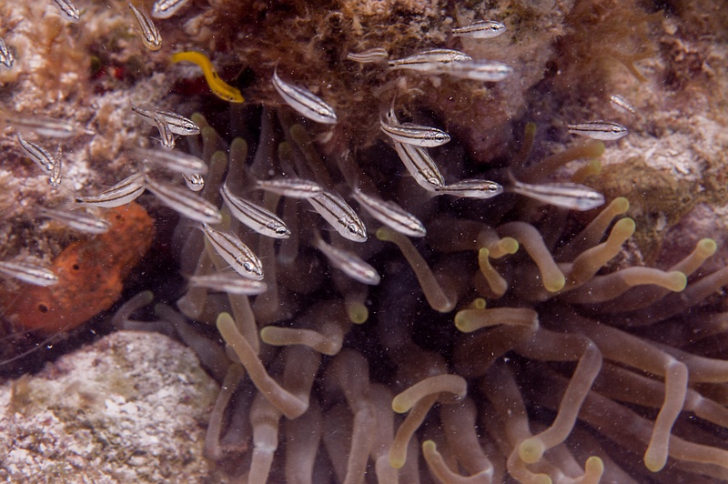 Very small juvenile grunts clustering around an anemone