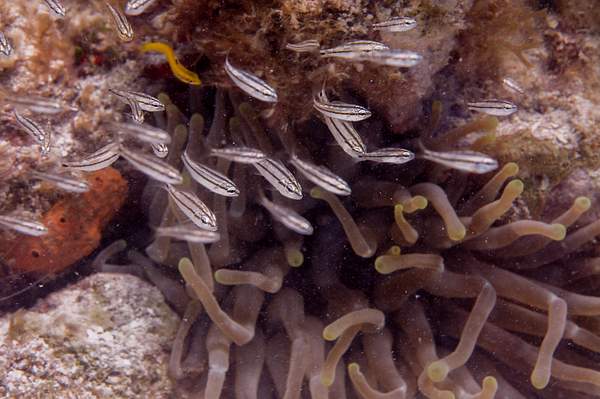 Very small juvenile grunts clustering around an anemone...