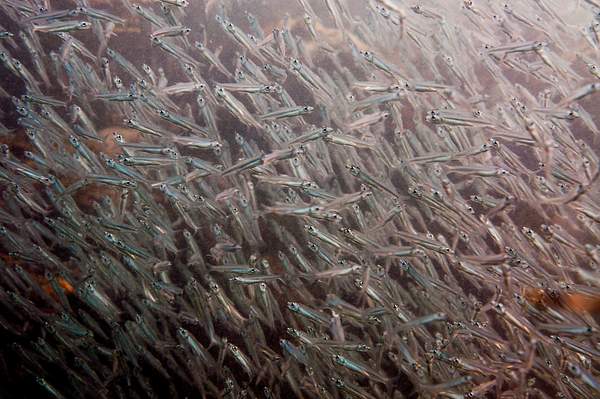 A school of silversides behind a coral head by Willis...