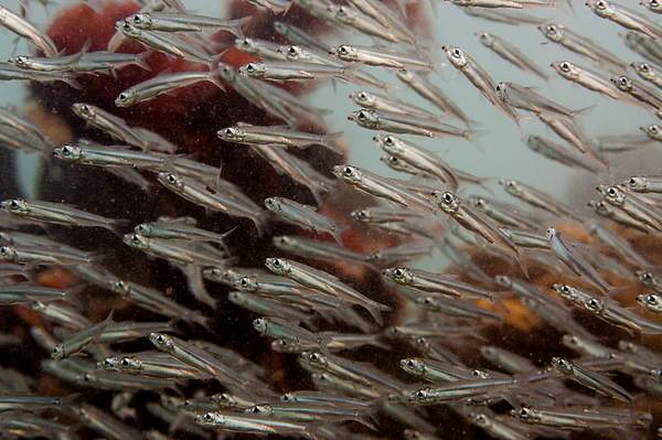 Silversides up close.  Ben has a great shot of the...