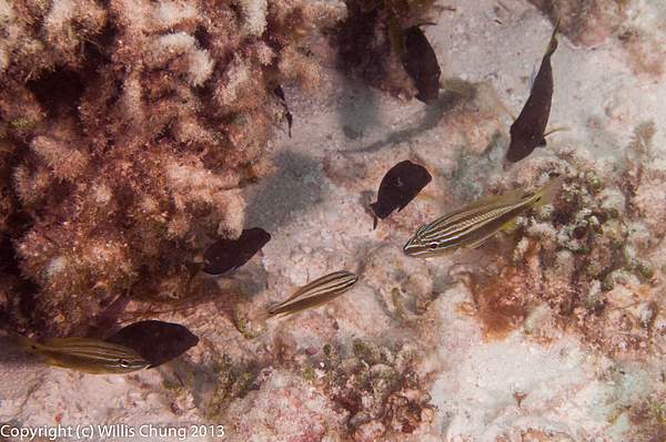 Baby grunts and doctorfish by Willis Chung