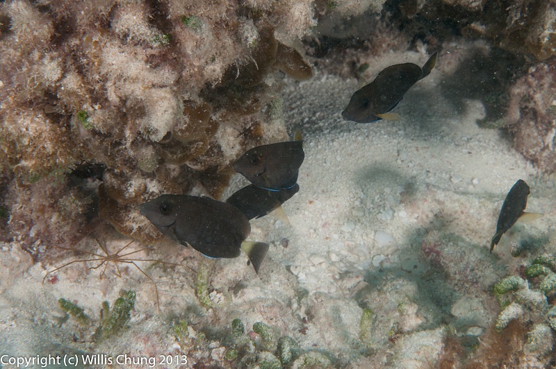 Juvenile doctorfish and an arrow crab in background