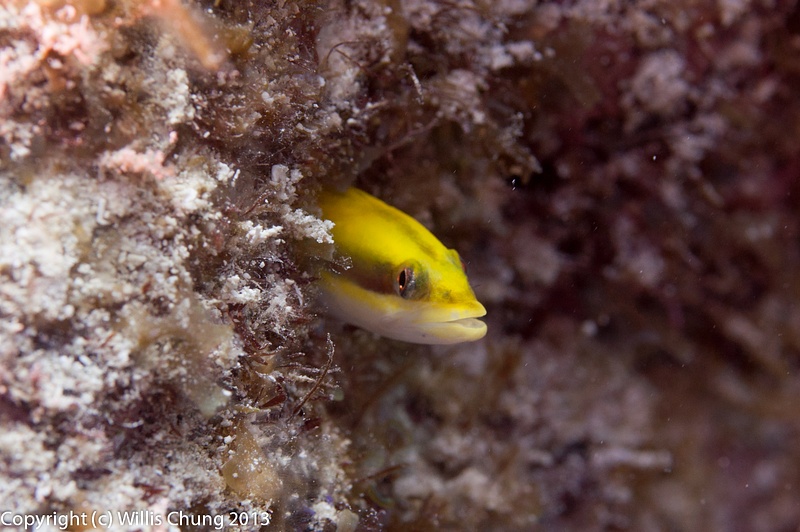 Goby of some sort hiding in a burrow