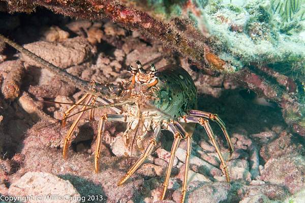 Lobster found under a piece of wreckage by Willis Chung
