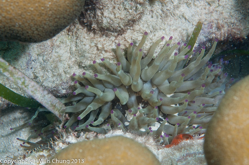 Purple tips on this anemone