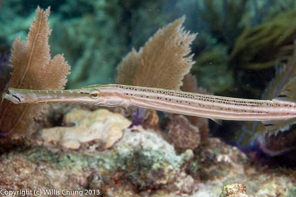 Trumpetfish caught in the open by Willis Chung