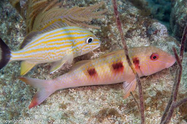 A young bluestriped grunt keeping a spotted goatfish...