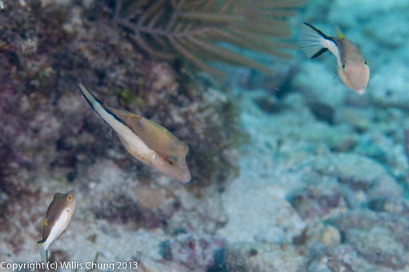 A family of sharpnose puffers