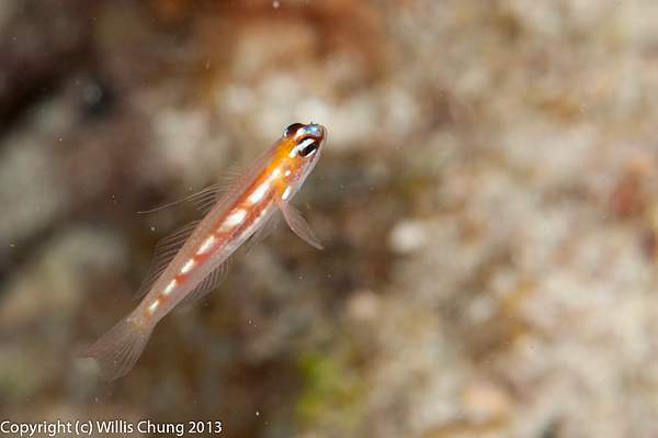 Tiny masked goby by Willis Chung