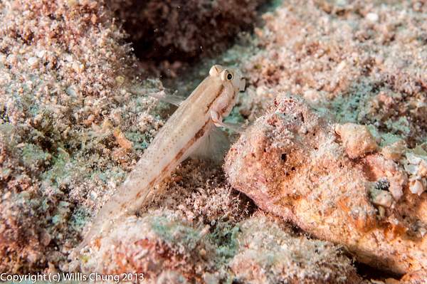 Shy bridled goby by Willis Chung