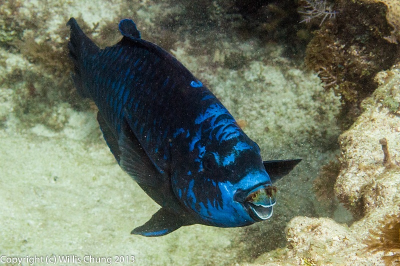 Midnight parrotfish just about to eat lunch