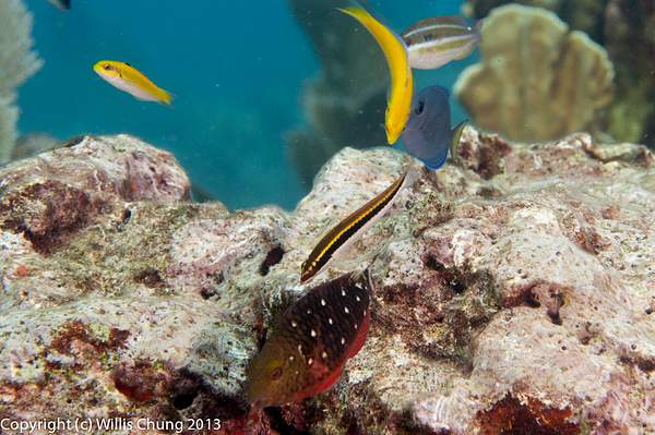 Juvenile clown wrasse and friends by Willis Chung