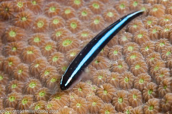 Tiny neon goby by Willis Chung