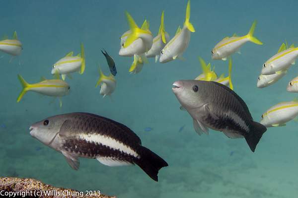 A pair of juvenile female queen parrotfish by Willis...