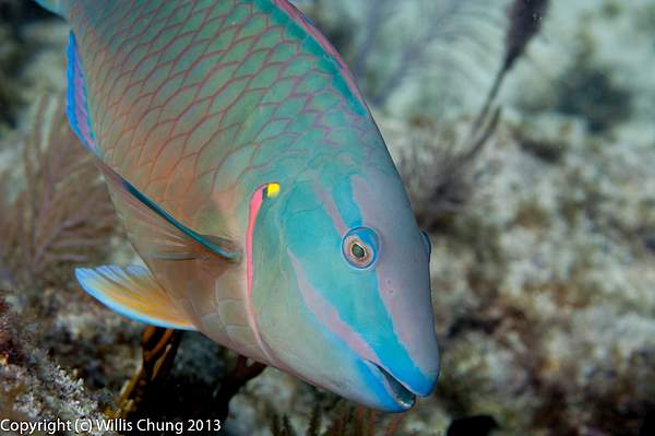 Male stoplight parrotfish showing some teeth by Willis...