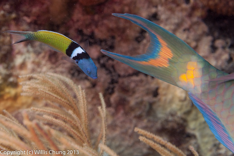 ... and followed by a bluehead wrasse