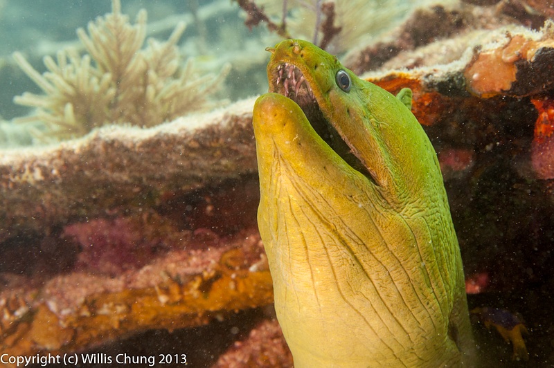 The giant green moray eel looking at divers, wondering if there is food