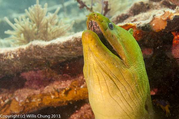 The giant green moray eel looking at divers, wondering...