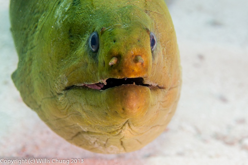Getting the close inspection by the moray eel