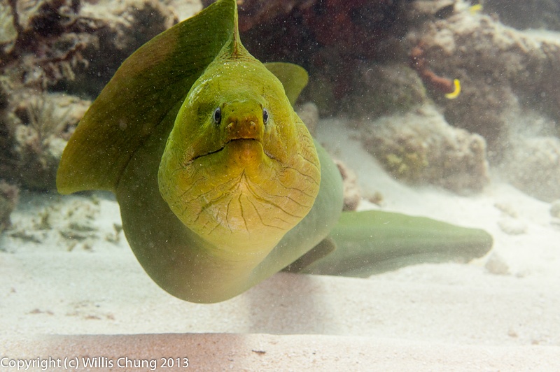 Green moray running over to check me again for food