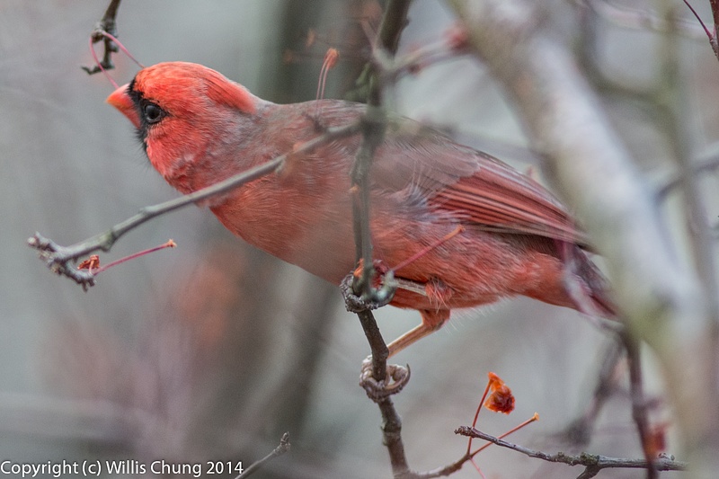 Cardinal checking out the barren cherry buffet