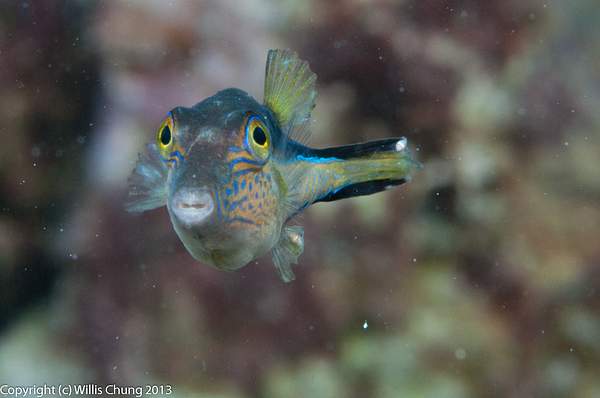 Sharpnose puffer by Willis Chung