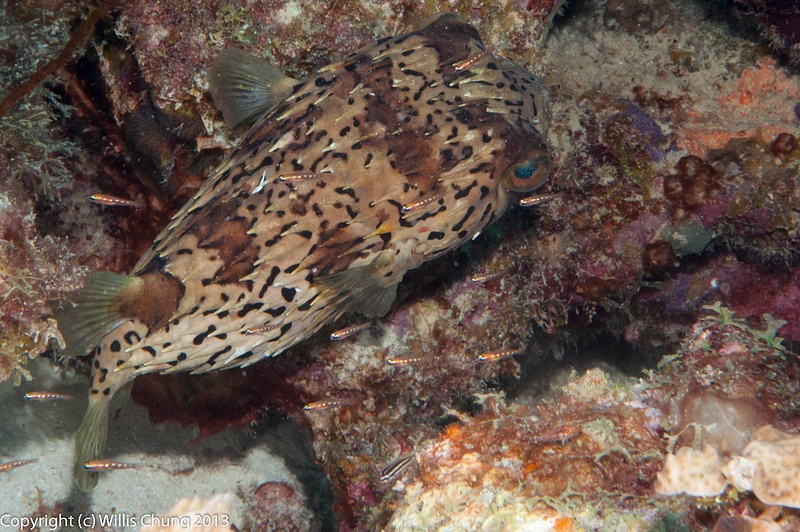 This balloonfish really didn't want to have its photo taken