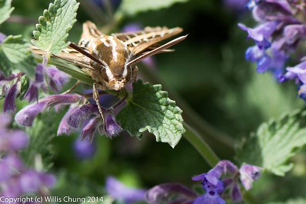 A whitelined sphinx hummingbird moth resting between...