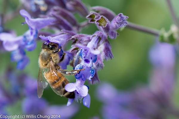 Bees working nearby in the russian sage by Willis Chung