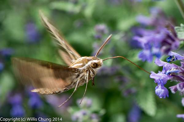 A whitelined sphinx moth hovering like a hummingbird,...