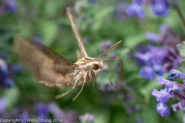 A whitelined sphinx moth, or hummingbird noth. by Willis...