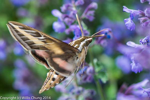 A whitelined sphinx moth feeding on russian sage by...