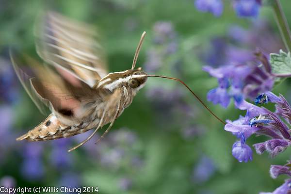A whitelined sphinx moth feeding on russian sage by...
