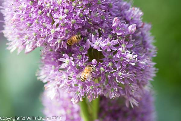 Bees on purple allium flowers by Willis Chung