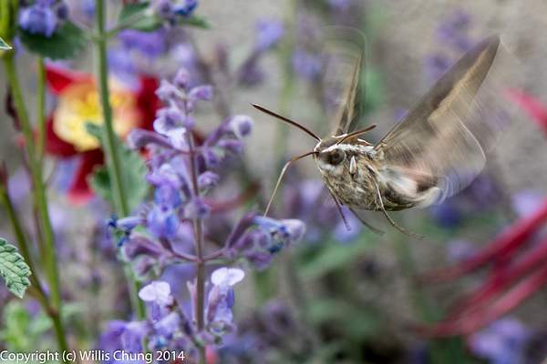 A whitelined sphinx moth feeding on russian sage.  Looks...