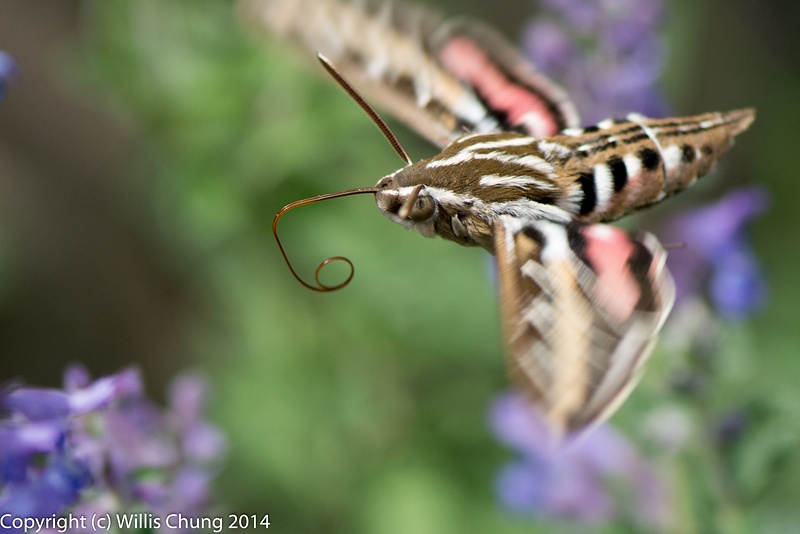 A whitelined sphinx moth, just disengaging from russian sage