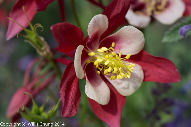 Red columbine with russian sage in background