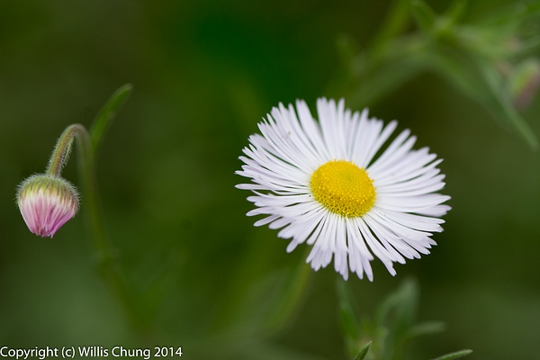Oxeye Daisy, and one to come later