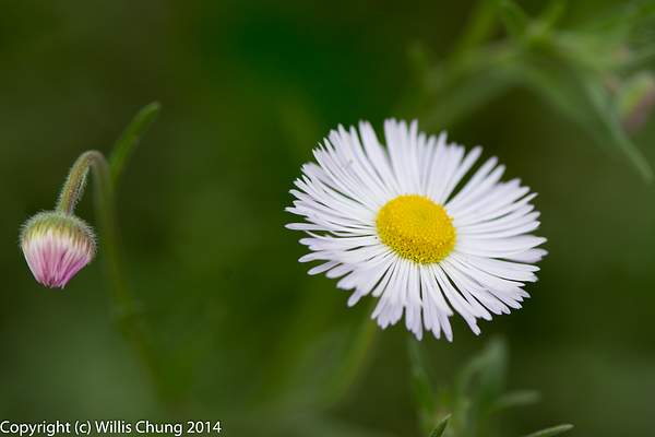 Oxeye Daisy, and one to come later by Willis Chung